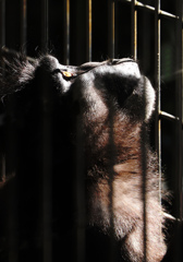 見上げてごらん、上にスカートの美女 