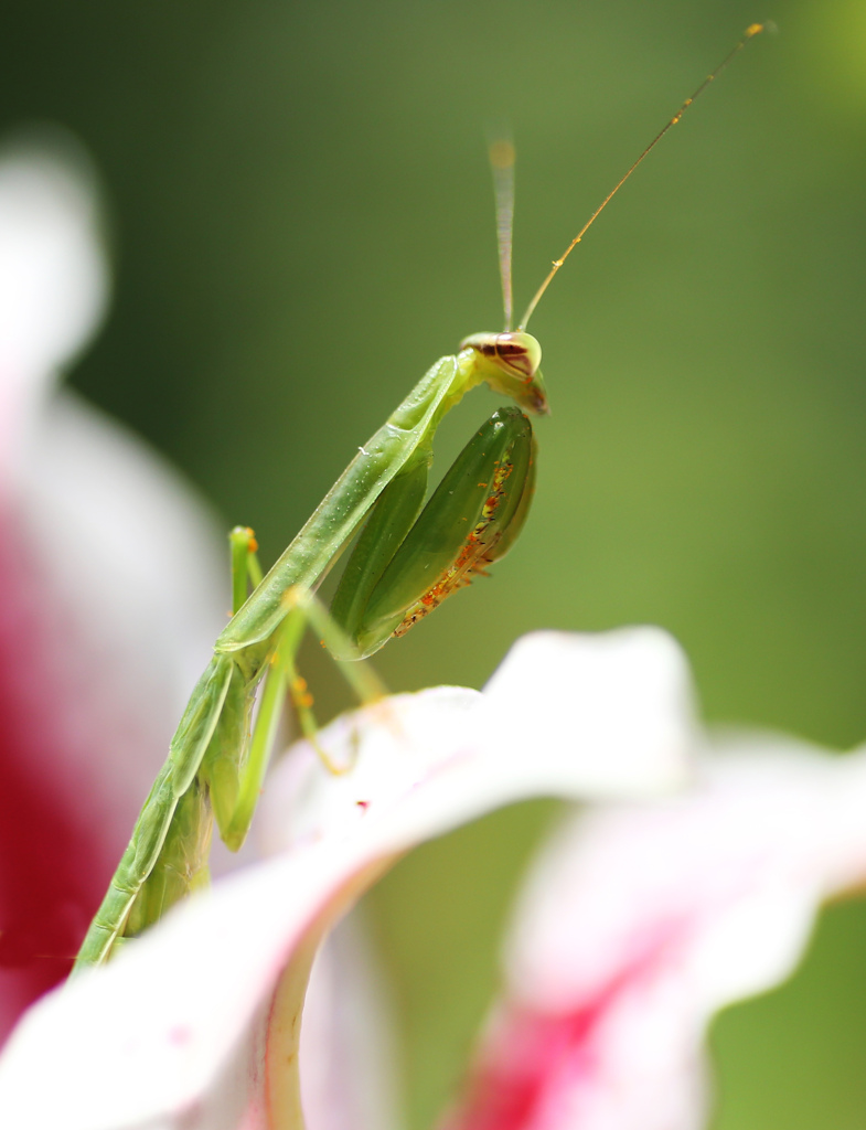 能ある虫は武器隠す
