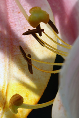 百合の花、覗いてみたら･･･オシベとメシベがひと休み