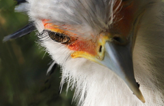 蛇喰い鳥のまつ毛