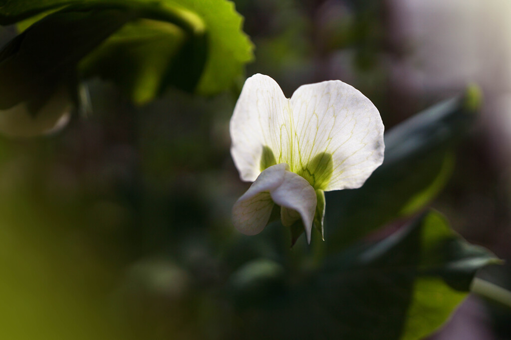 野菜の花・・・さやえんどうが恐い