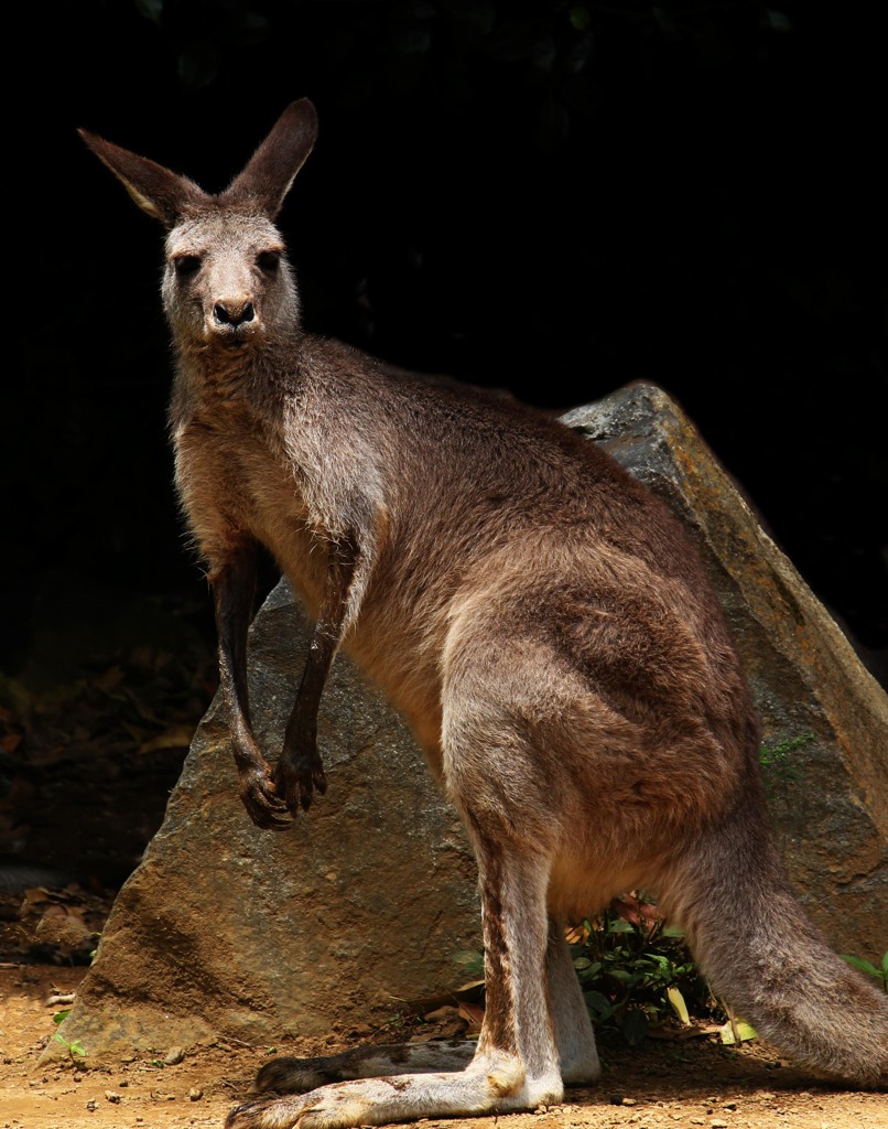 こっちを見てる