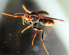 貌（２３）・・・正眼の構え