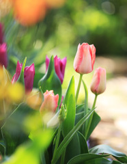 庭の花･･･チューリップ