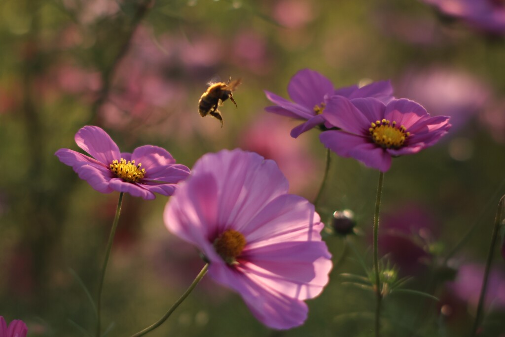 蜂が飛ぶ