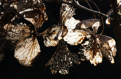 ガクアジサイ･･･老いて輝く