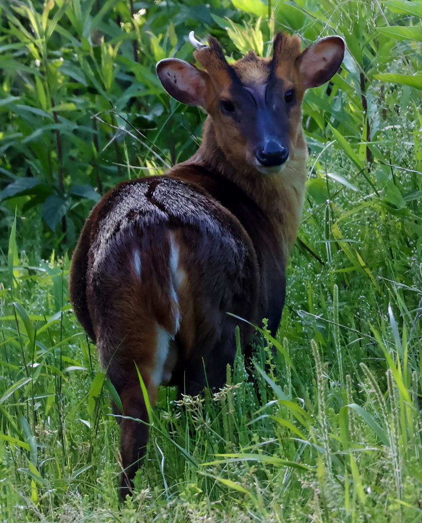 キョン