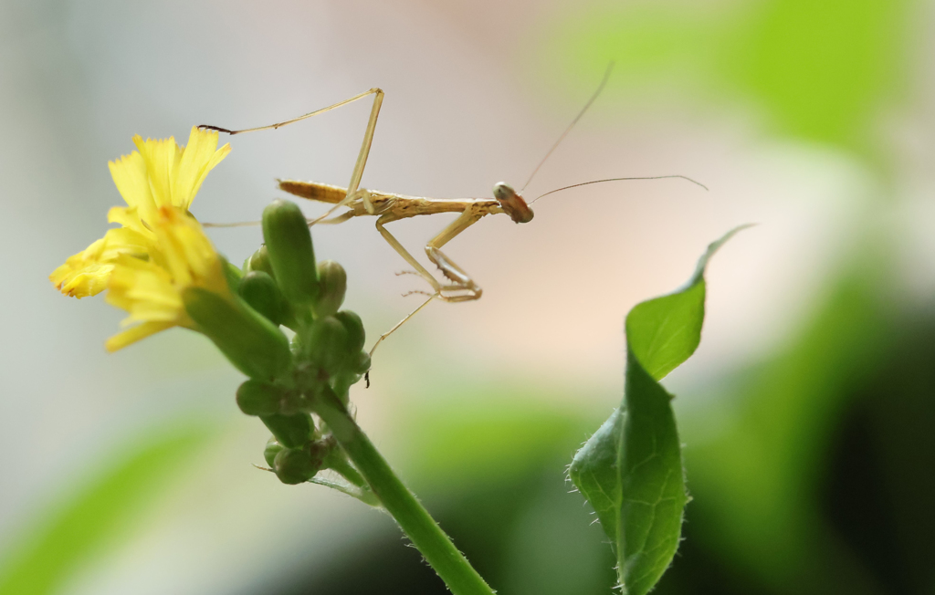 また誕生･･･部屋でカマキリの赤ちゃん