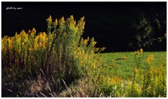 散歩でショット２･･･背高アワダチ草