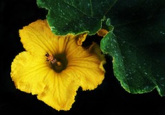 ありがとう・・・受粉してくれて