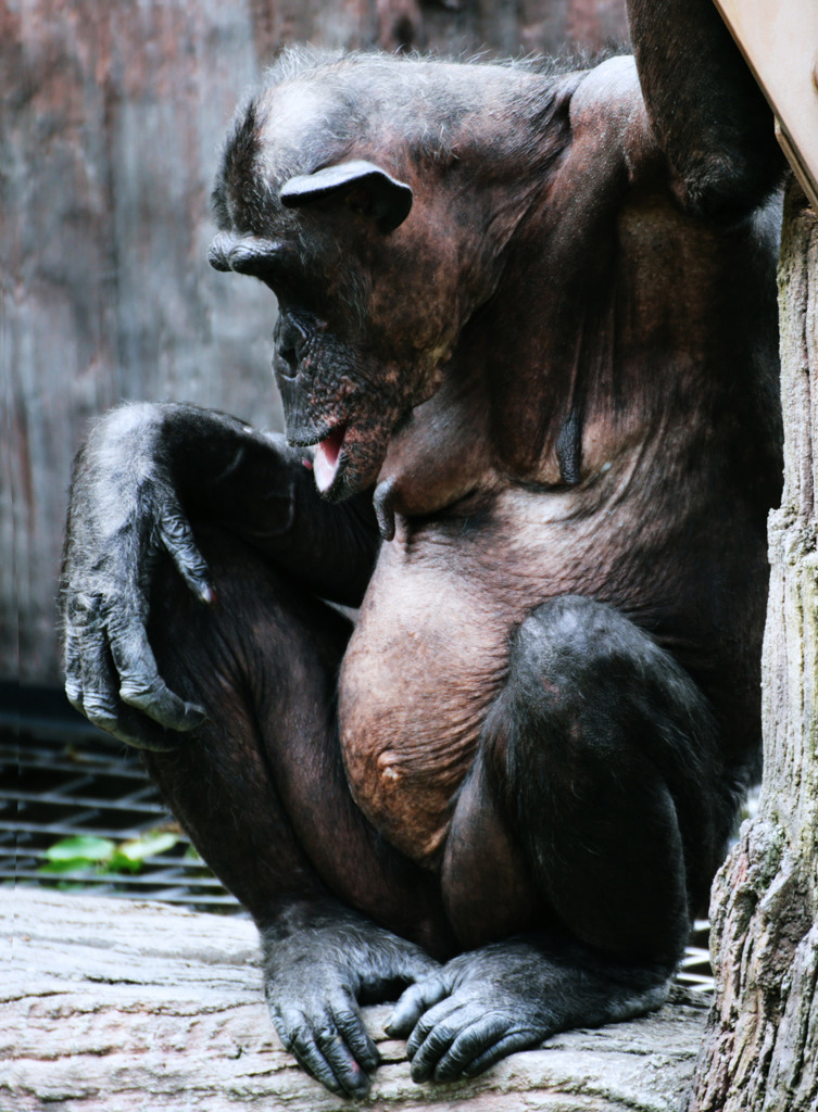 あれから４０年･･･近頃、腹にもシワが出てきたようだ、う～ん