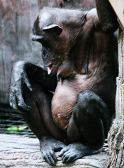 あれから４０年･･･近頃、腹にもシワが出てきたようだ、う～ん