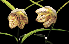 バイモ･･･庭の花