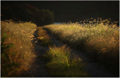 散歩でショット１･･･農道