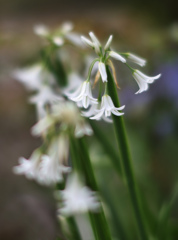 庭の花･･･アリウム・トリケトラム