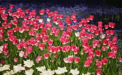 常陸那珂、海浜公園５