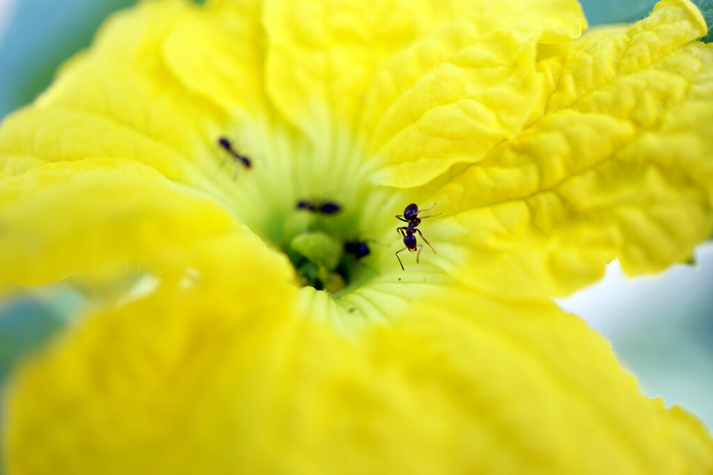 ちょっとう、蜜を吸うのは隣のカボチャにしてくんない、マスクメロンは高級なんだから