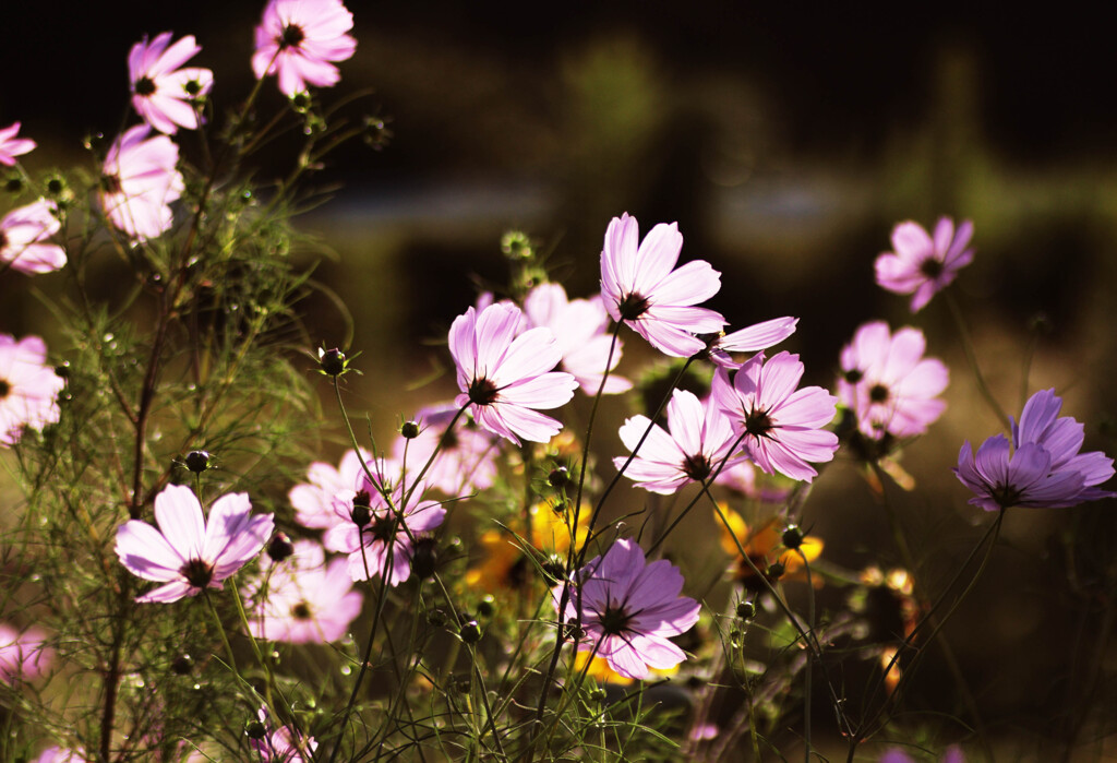 コスモス