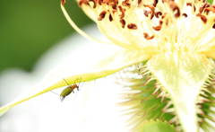 あぶら虫　・バラのガクに