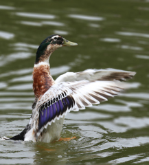 見てぇ、ステキなドレス