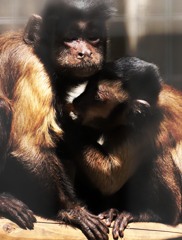 高齢期出産･･･乳の出が悪い