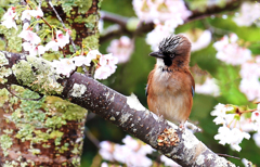 雨の訪問者２･･･カケス