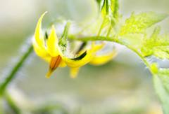 トマトの花