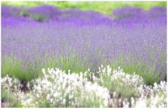 富良野　富田ファーム６