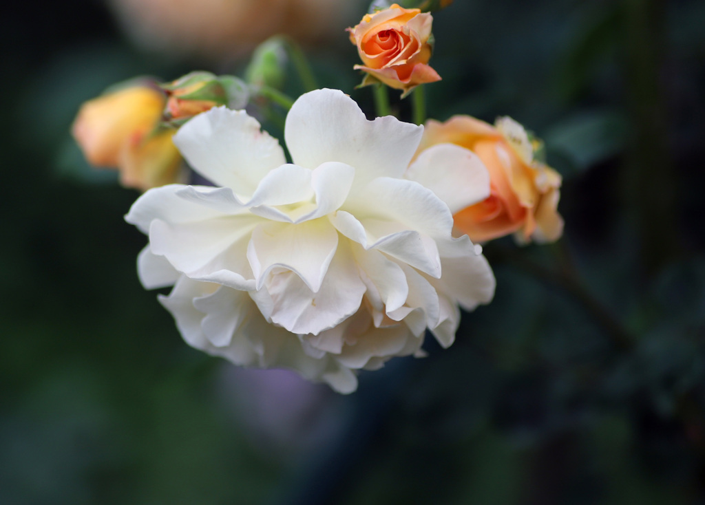 白い花２（バラ･･･バフビューテイ