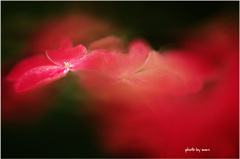 アジサイ・・・「紅」