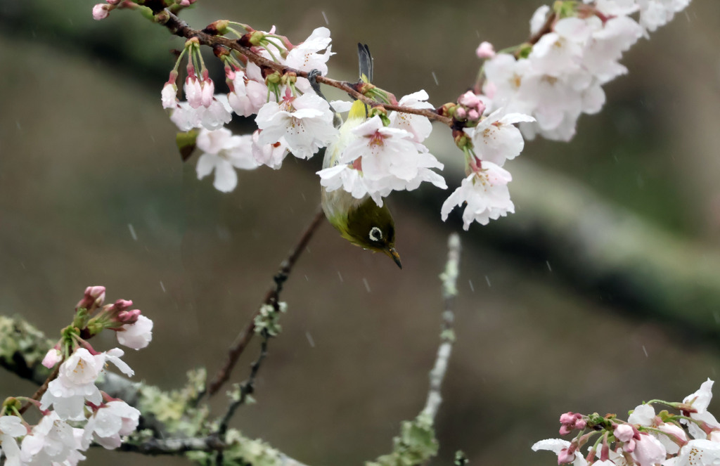 雨に濡れて