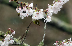 雨に濡れて