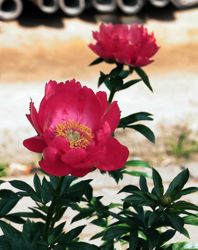 赤いシャクヤクの花
