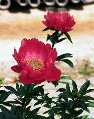 赤いシャクヤクの花