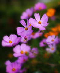 コスモスの花