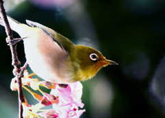 満腹･･･蜜を吸いすぎた