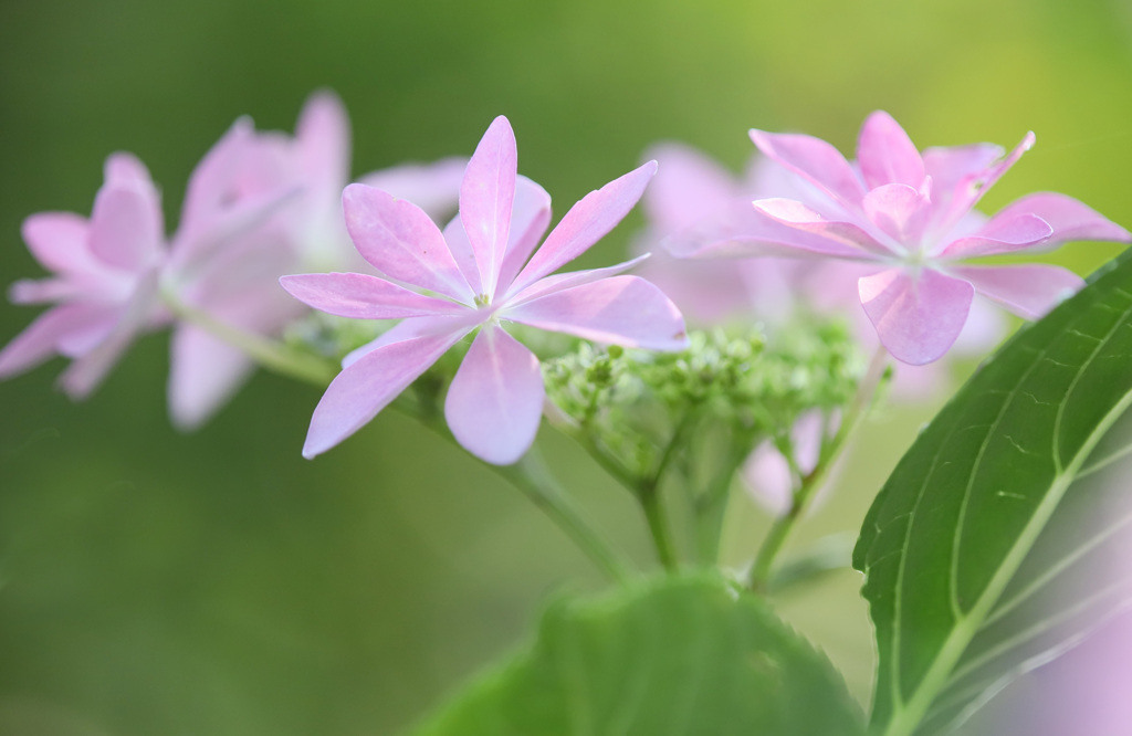 ピンクのアジサイ「ダンスパーティ」