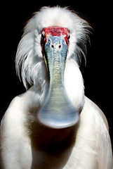 貌（かお）５－１