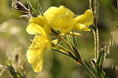 散歩でショット・・・月見草が久しぶりに日光浴してた