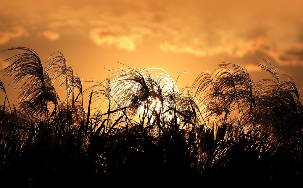 散歩でショット･･･夕焼け
