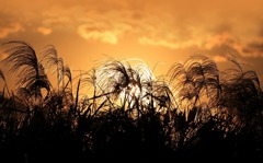 散歩でショット･･･夕焼け