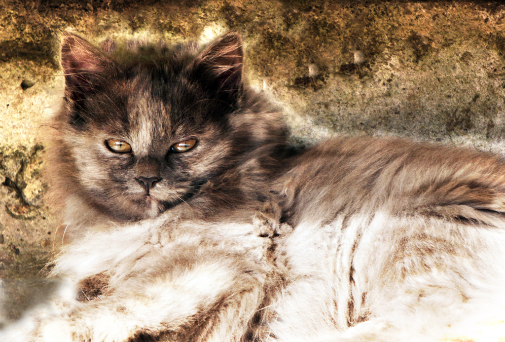 猫３