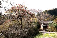 外房よいとこ･･･山里の柿