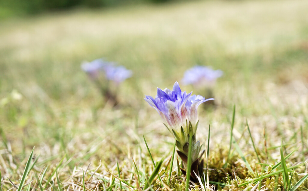 散歩でショット･･･筆リンドウ