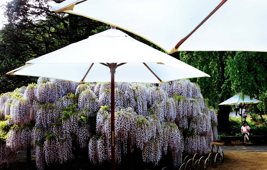 パラソル･･･足利フラワーパークにて