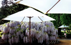 パラソル･･･足利フラワーパークにて