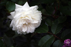 白い花３（バラ･･･アイスバーク）