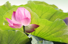 生き生き爽快・・・近くのハス池にて