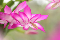 シャコバサボテンjpg