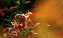 百合の花